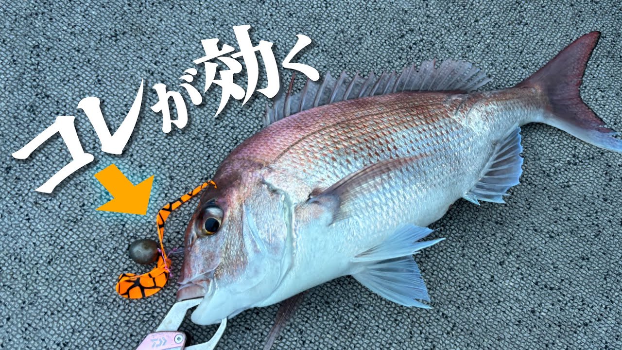 乗らないバイトをガチバイトに！カメレオンカーリーが釣れすぎた！～和歌山 紀北タイラバ～