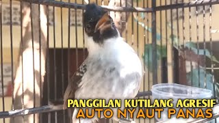 Kutilang Gacor Nggaruda Tarung Seperti Ini Sangat Cepat Memancing Kutilang Lain Gacor