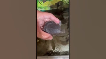 Rùa mũi lợn size 6-7cm bơi tung tăng