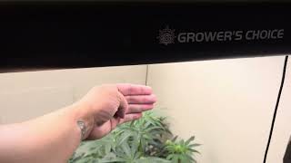Growing weed in America.