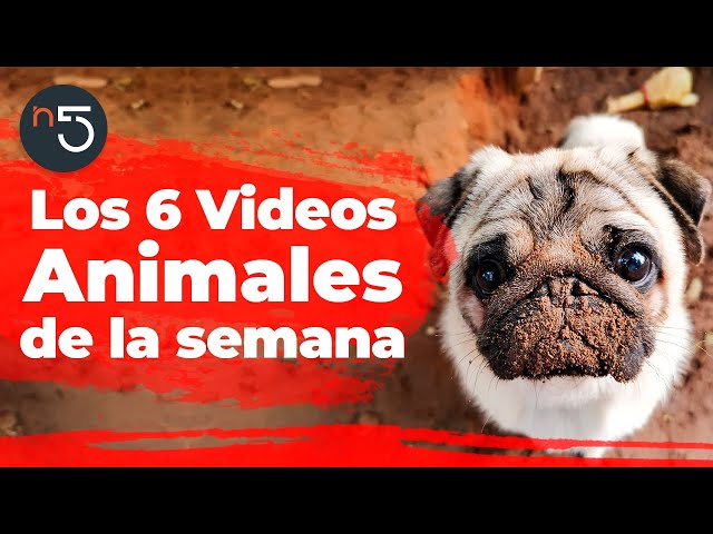 Los 6 Mejores Momentos Animales de la Semana #31 | En5.mx