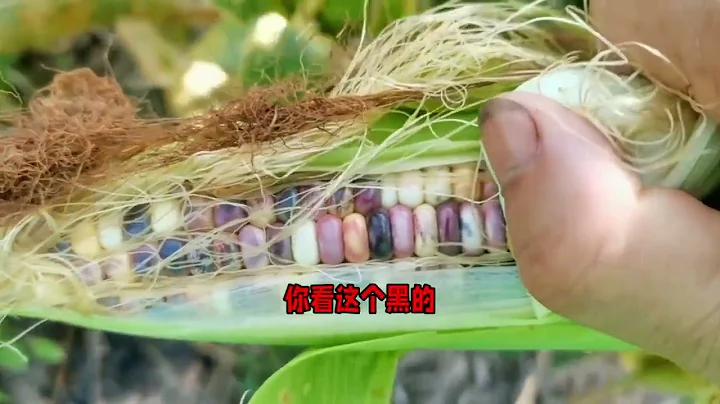 纯天然绿色软糯玉米成熟了，不知道味道怎么样，摘几个回去吃 - 天天要闻