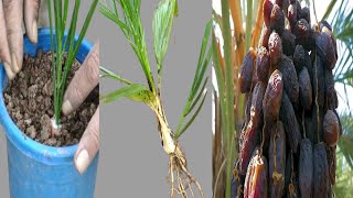 Grew a Date Palm Tree From a Branch
