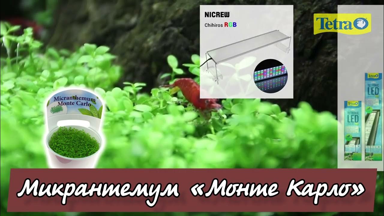 Микрантемум «Монте Карло» (Micranthemum sp. Monte Carlo) для аквариума ...