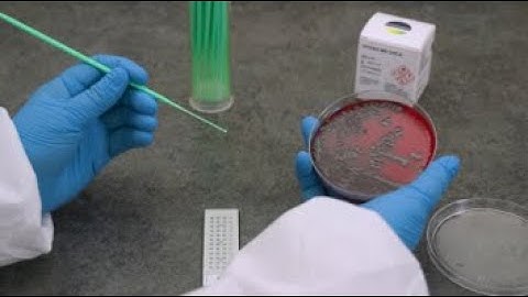 VITEK MS: Sample Prep - Bacteria/Yeast Using a Loop