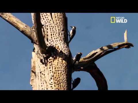 Vidéo: Pivert tridactyle : description, habitat