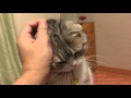 甘えるふくたん