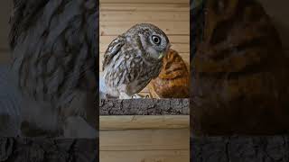 The Little Owl Luchik bred some kind of living creatures and went to have breakfast