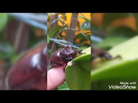 Video: Maneras De Lidiar Con El Escarabajo Del Pan