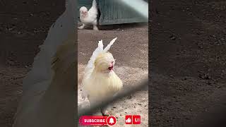 Houdan Chicken