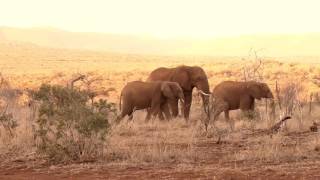 Thanda Safari Elephant Parade - Celebrating World Elephant Day