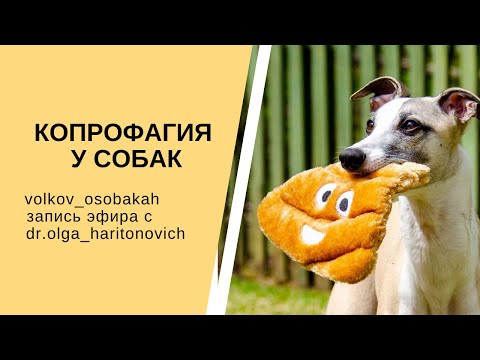 Копрофагия у собак - запись прямого эфира с Ольгой Харитонович. Почему собаки едят какашки?