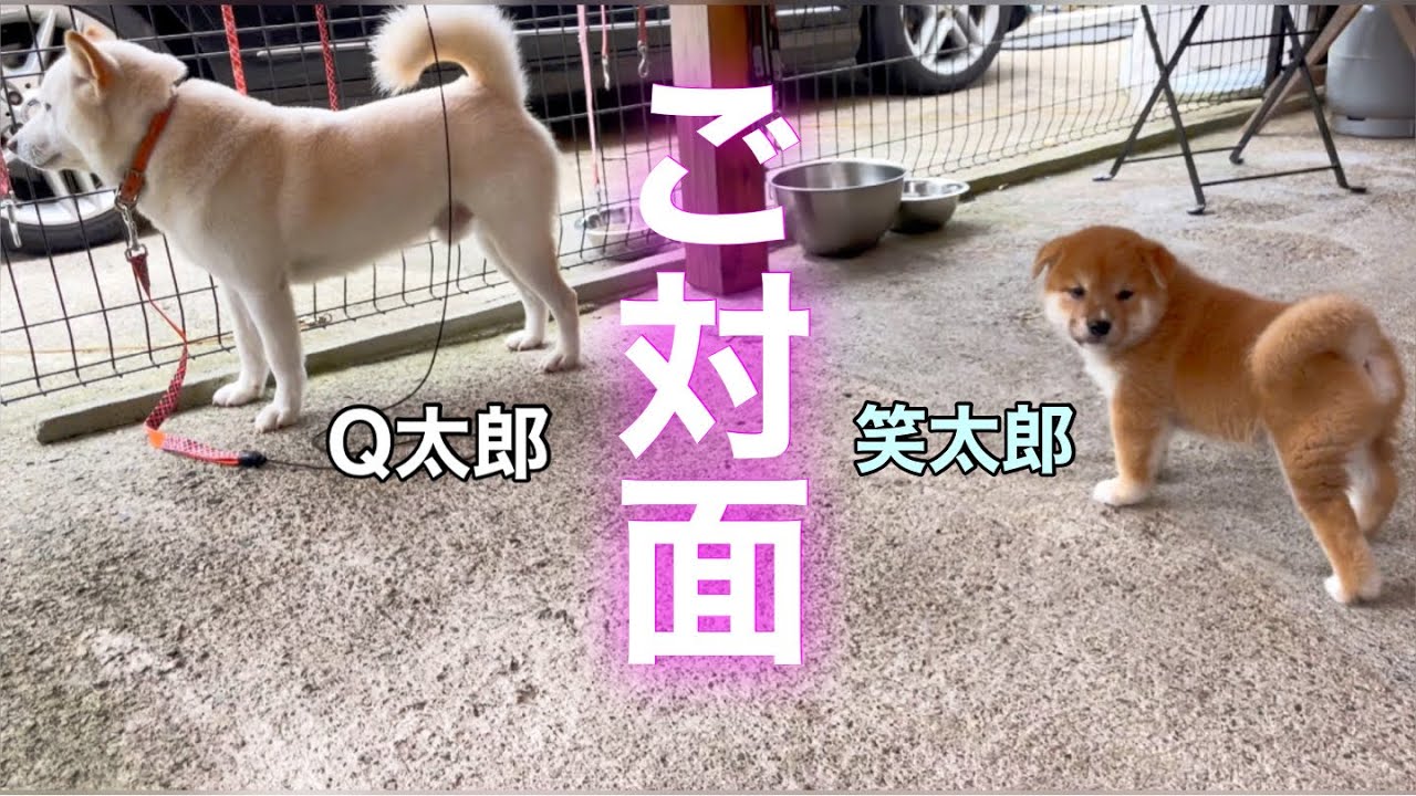 柴犬子犬笑太郎と父柴犬Q太郎のご対面！のっぴきならない事情とは？w