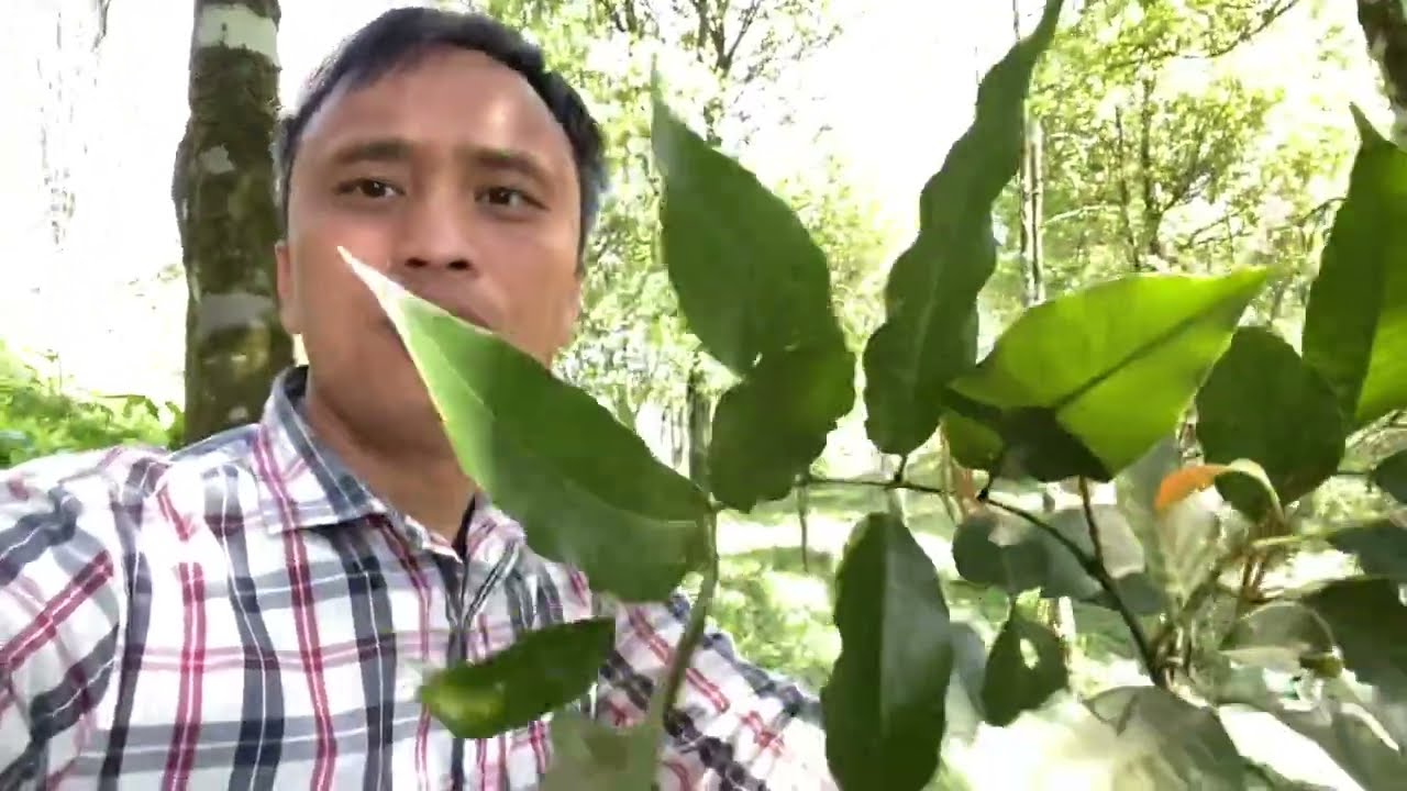 Cây chẹo giúp mọc tóc, tóc rụng từng mảng các bác hãy... - youtube