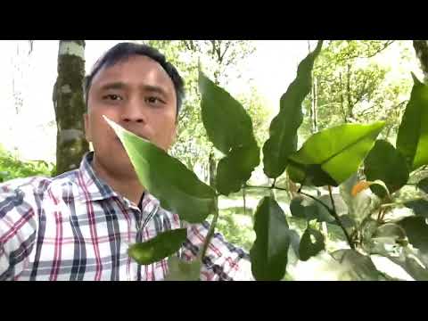 Video Cây chẹo giúp mọc tóc, tóc rụng từng mảng các bác hãy... - youtube