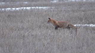 Лисица Весной. Fox In The Spring.