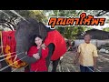 คุณตายายให้พร⚠️Fcฉลองวันเกิดน้องบัวบานกับน้องๆช้าง😎एक हाथी,elephant