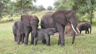 Elephant Zen: the Sights and Sounds of Safari