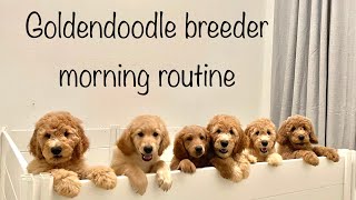 GOLDENDOODLE BREEDER MORNING ROUTINE WITH 6 PUPPIES AND 3 DOGS