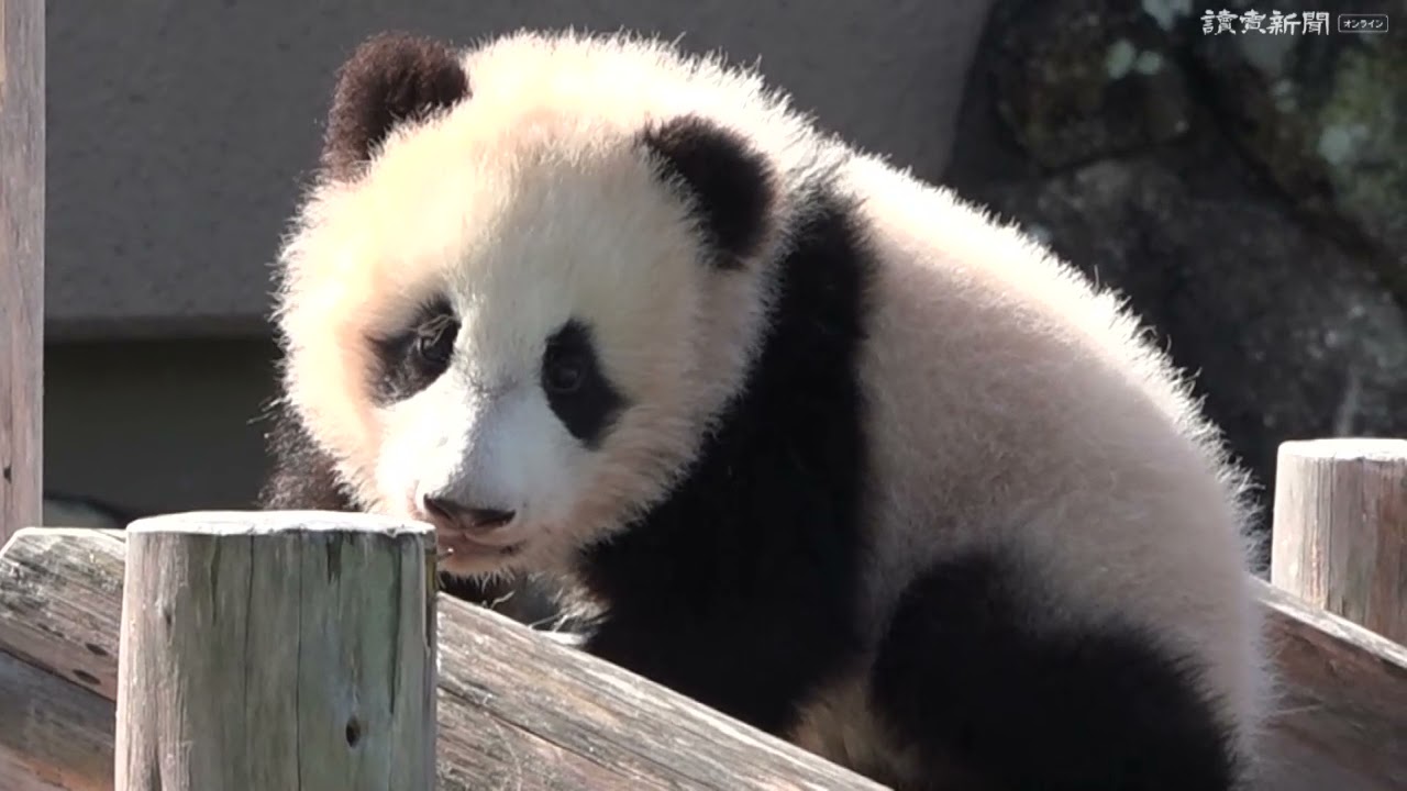 パンダの赤ちゃん日光浴 和歌山 白浜 Youtube