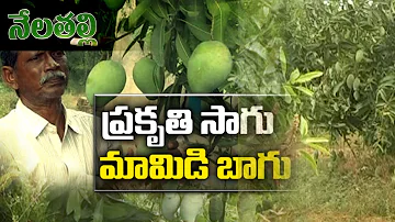 Simbayya's Success Story in Cultivating Mango in Natural Farming | Nela Talli | hmtv
