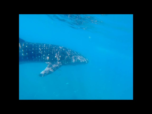 La Paz Whale Shark