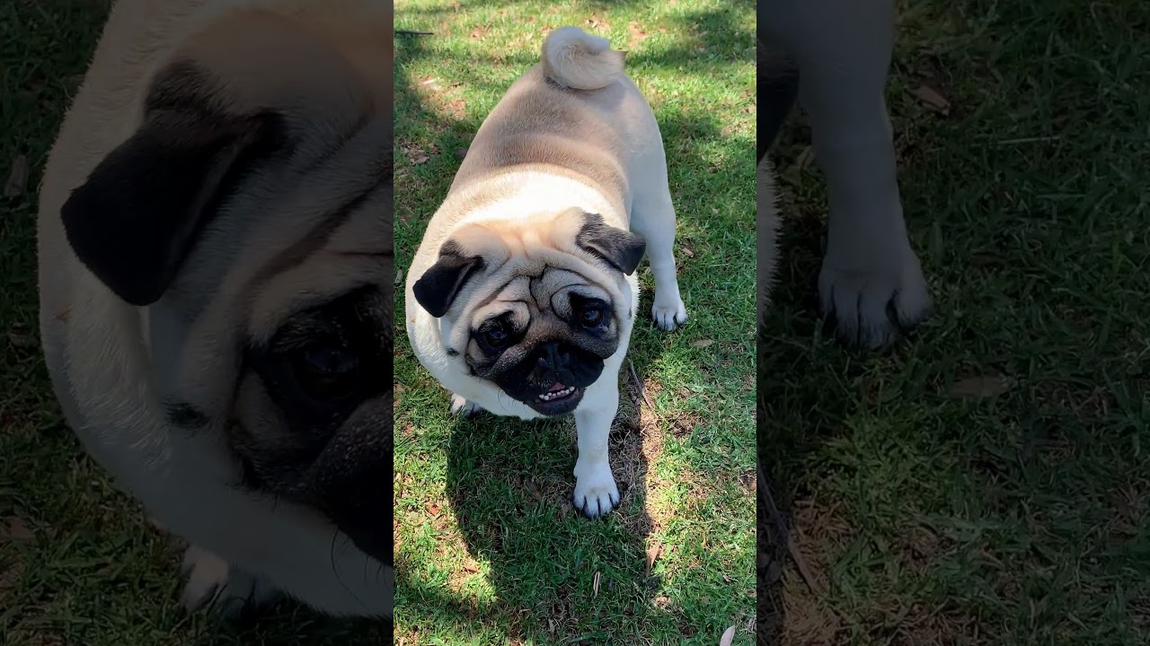 Daisy the Adorable Pug Dogs funny video 
