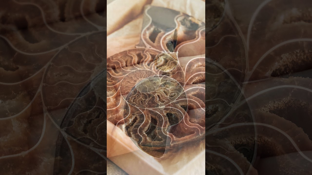 Ammonite Power and Benefits 