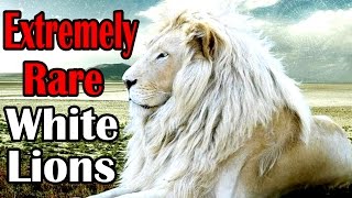 National Geographic Documentary - Endangered African White Lions