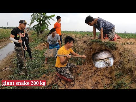 The Brave Youths Confronted the 200-Weight Giant Snake Hibernating in the Ground