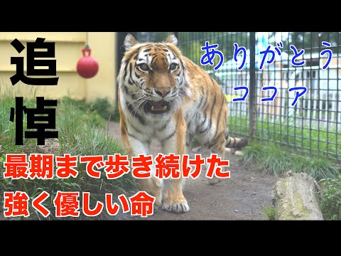 追悼「ありがとう、ココア」釧路市動物園のアムールトラ 最期の日まで