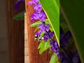 Amazing Bee on Flower #shorts #shorts2023 #bee #flowers #reels