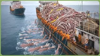 The World’s Biggest Catch - How Fishermen Haul 98 Million Tons of Seafood Each Year