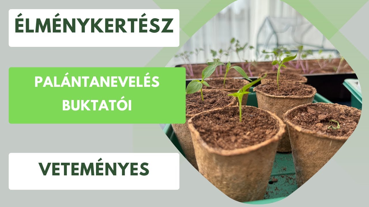 Palántázás buktatói🌱 Mire kell odafigyelni, hogy egészségesek maradjanak? Élménykertész tippek