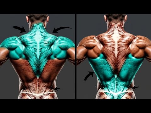 Effective Back Exercises Gym for 3D Bigger Back Growth Workout Split