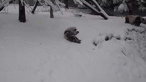 Snow Day for Giant Panda Cub Xiao Qi Ji: Jan. 3, 2022
