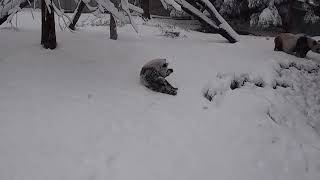 Snow Day for Giant Panda Cub Xiao Qi Ji: Jan. 3, 2022