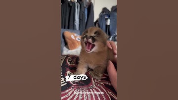 Thumbnail of 1 Month Old Baby Floppa Frida : Caracal #shorts