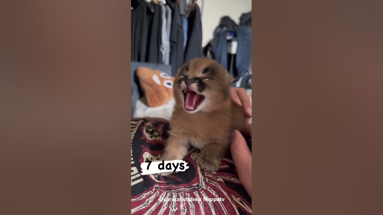1 Month Old Baby Floppa Frida : Caracal #shorts