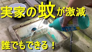 蚊とボウフラ退治・親孝行！実家の蚊が激減！！ハイターとアースジェットで効率良く実家の蚊とボウフラをやっつける！100均ハイターはボウフラに効果あるのか？！　害虫駆除・親孝行にぜひ！