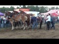 Blue Hill Fair 2013 3-Horse Hitch