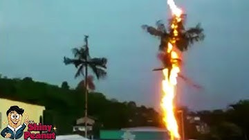 Inilah Alasan Kenapa Tidak Boleh Berteduh di Bawah Pohon Ketika Banyak Petir