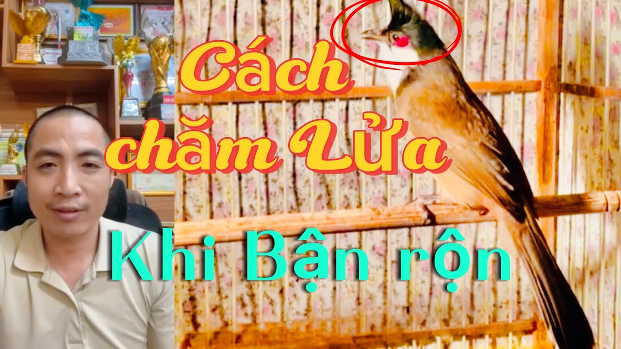 Làm sao để chăm chim vào lửa tốt khi bận việc, hoặc không có thời gian