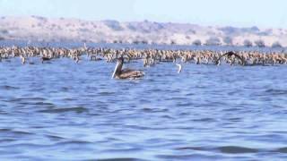 El Tortugo, Isla El Macapule e Isla de Los Pajaros, Guasave Sin  (Litoral bahía de Navachiste)