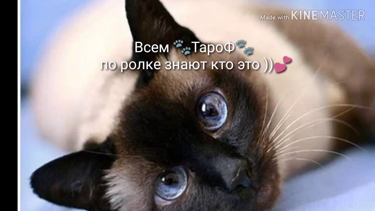 Глаза Сиамской Кошки Фото