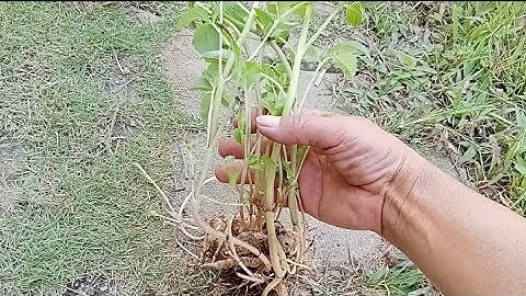 Lịch Trồng Hoa Thược Dược Tết 2026 Từ Củ Từ Cây 