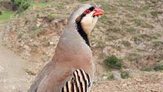 مادی چکور کی اواز||Female Chakor sounds||Chukar calling