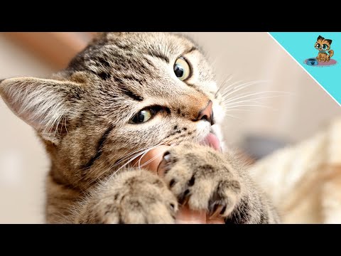 Video: Warum zischen Katzen ohne Grund?