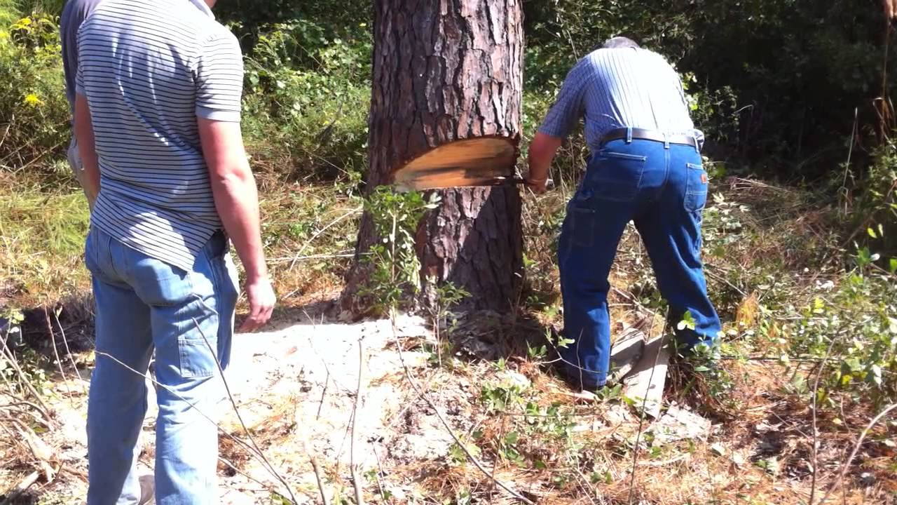Assisted Tree Felling With Rope And Pulley YouTube Assisted Tree Felling With Rope And Pulley YouTube