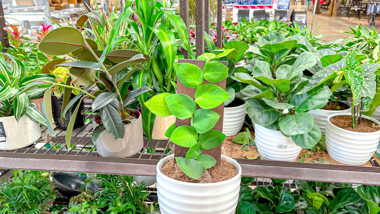 Lowes Plant 🪴 Shopping Come Houseplant Shopping w/ me at the Big Box